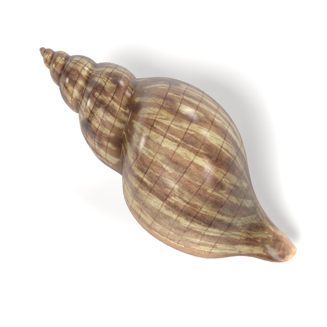 seashells shell 3d model