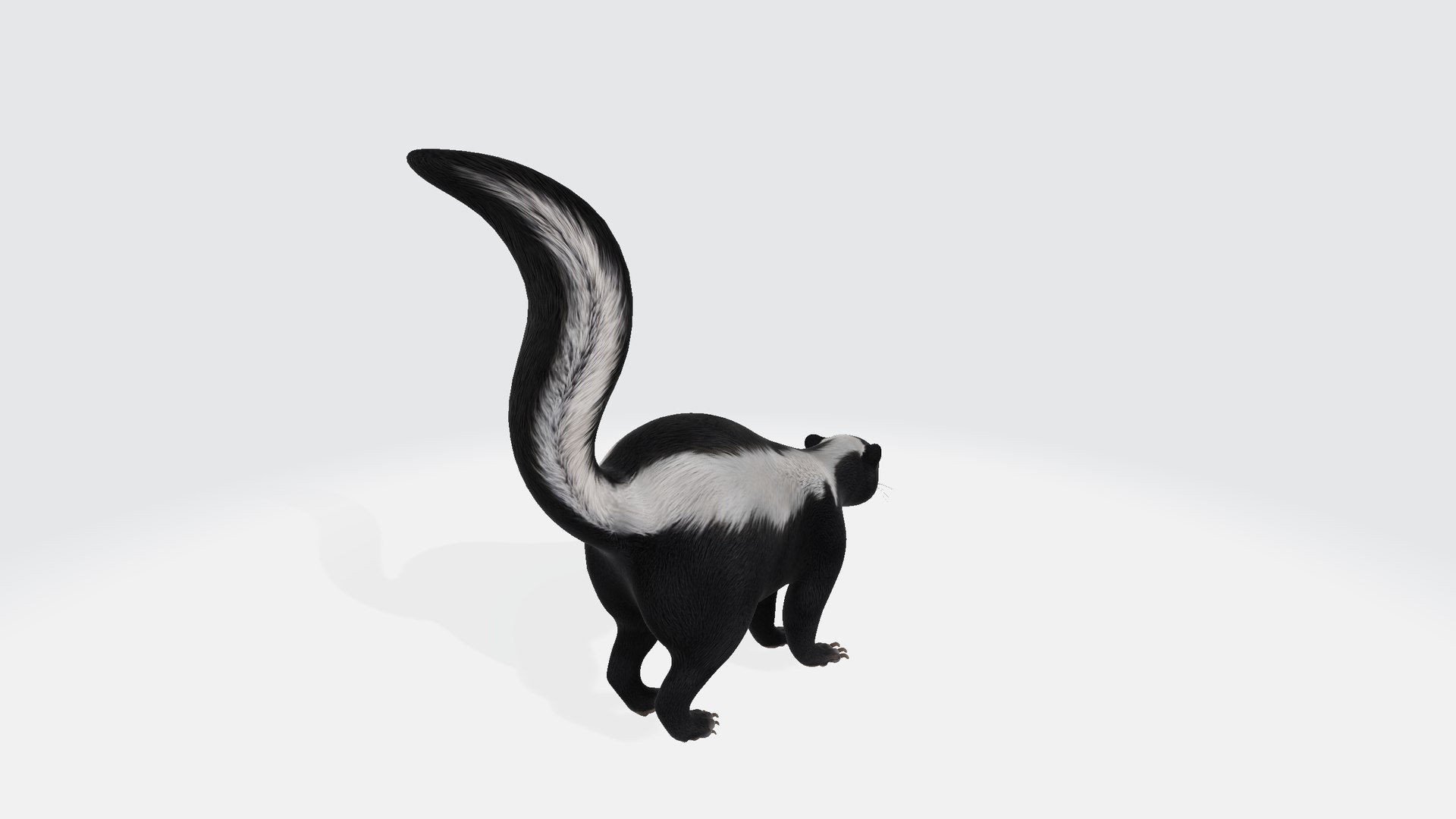 3D Skunk - TurboSquid 2400267