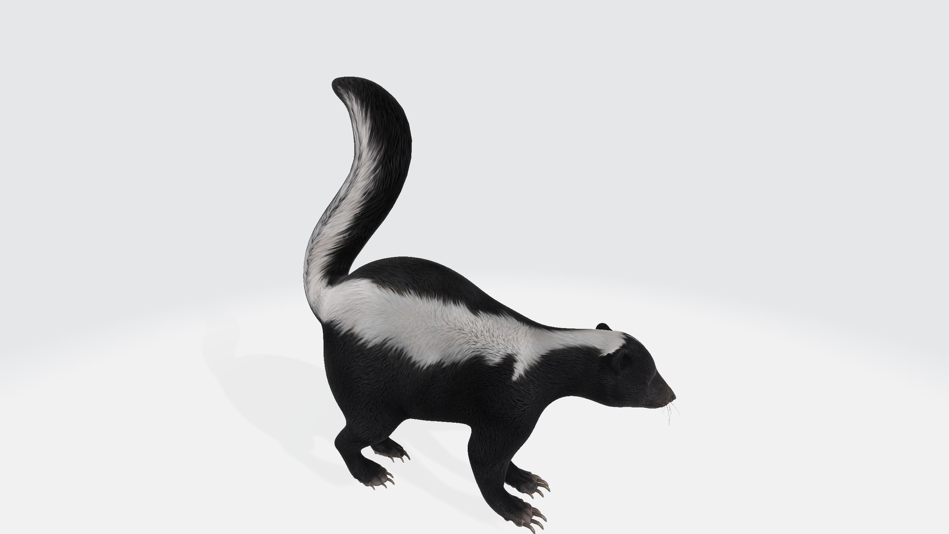 3D Skunk - TurboSquid 2400267