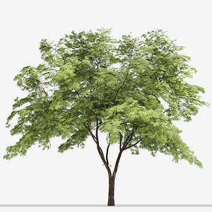 Set of Acer palmatum or Japanese maple Tree - 2 Trees