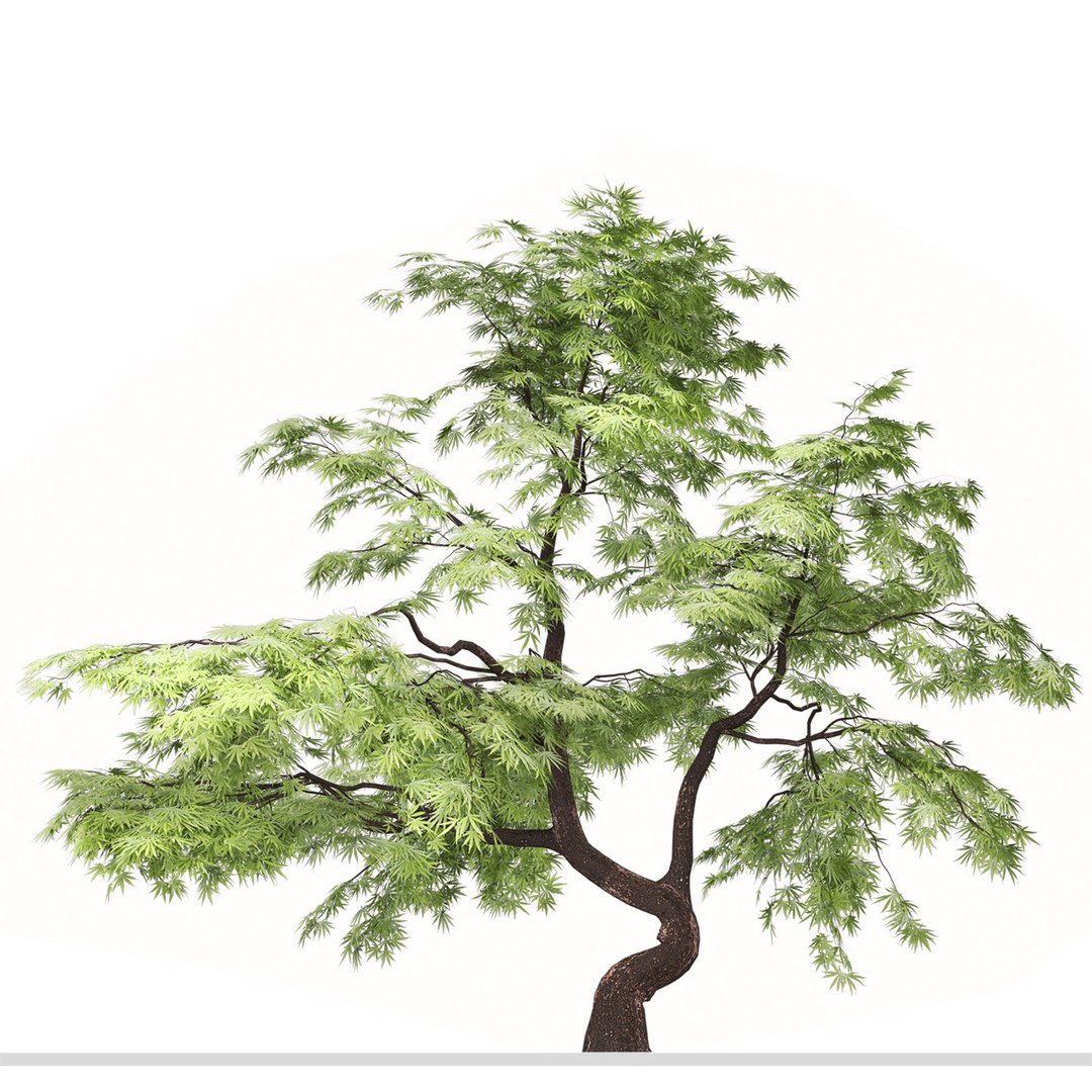 3D Set Of Acer Palmatum Or Japanese Maple Tree - 2 Trees - TurboSquid ...