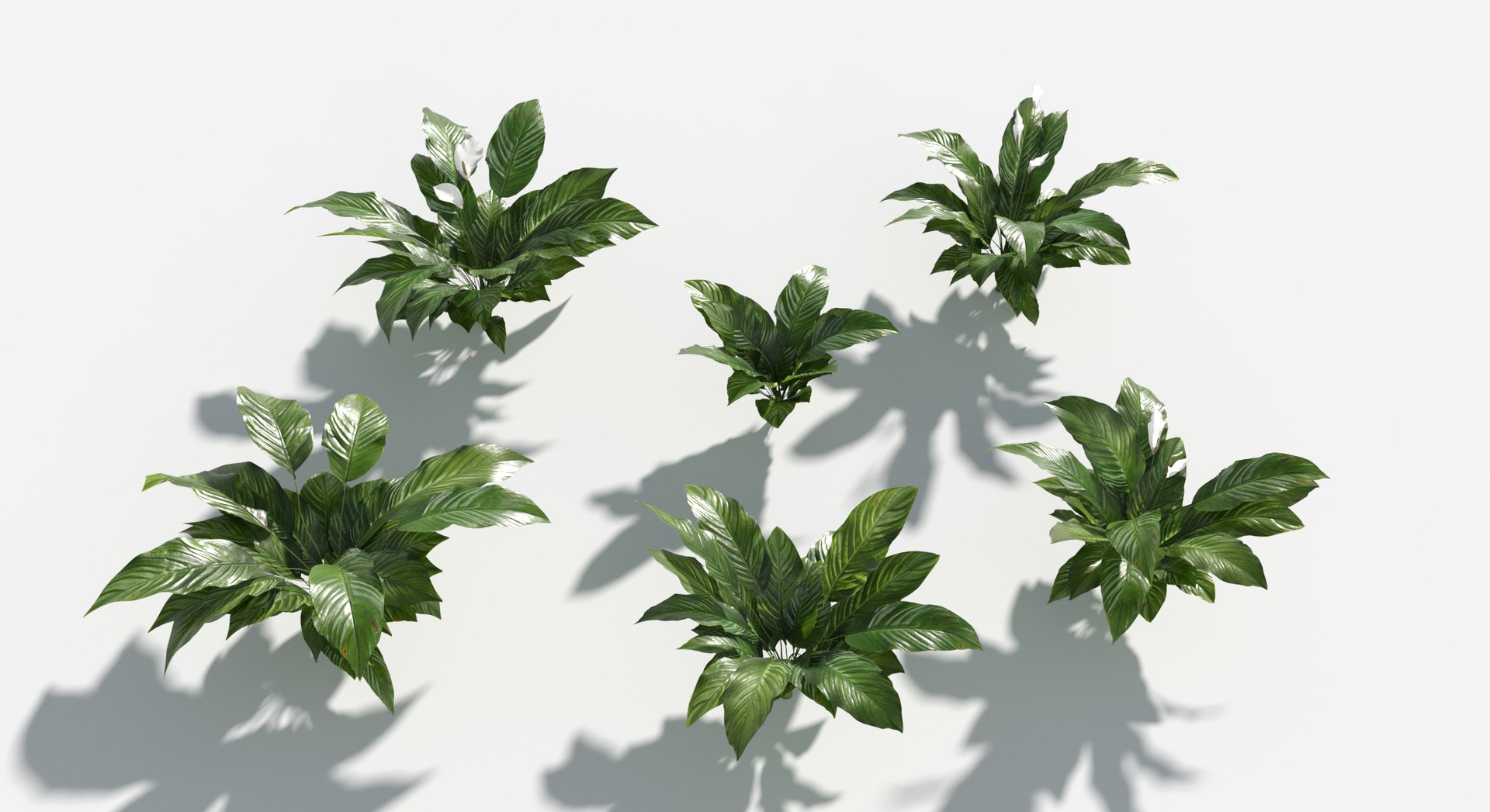 Plants Pack 8: Rainforest: GrowFX 3D https://p.turbosquid.com/ts-thumb/MC/LGqv3p/2y/peace_lily3/jpg/1623757247/1920x1080/fit_q87/2be28a4b8890825949e5a97f022d4c0aafcbb957/peace_lily3.jpg