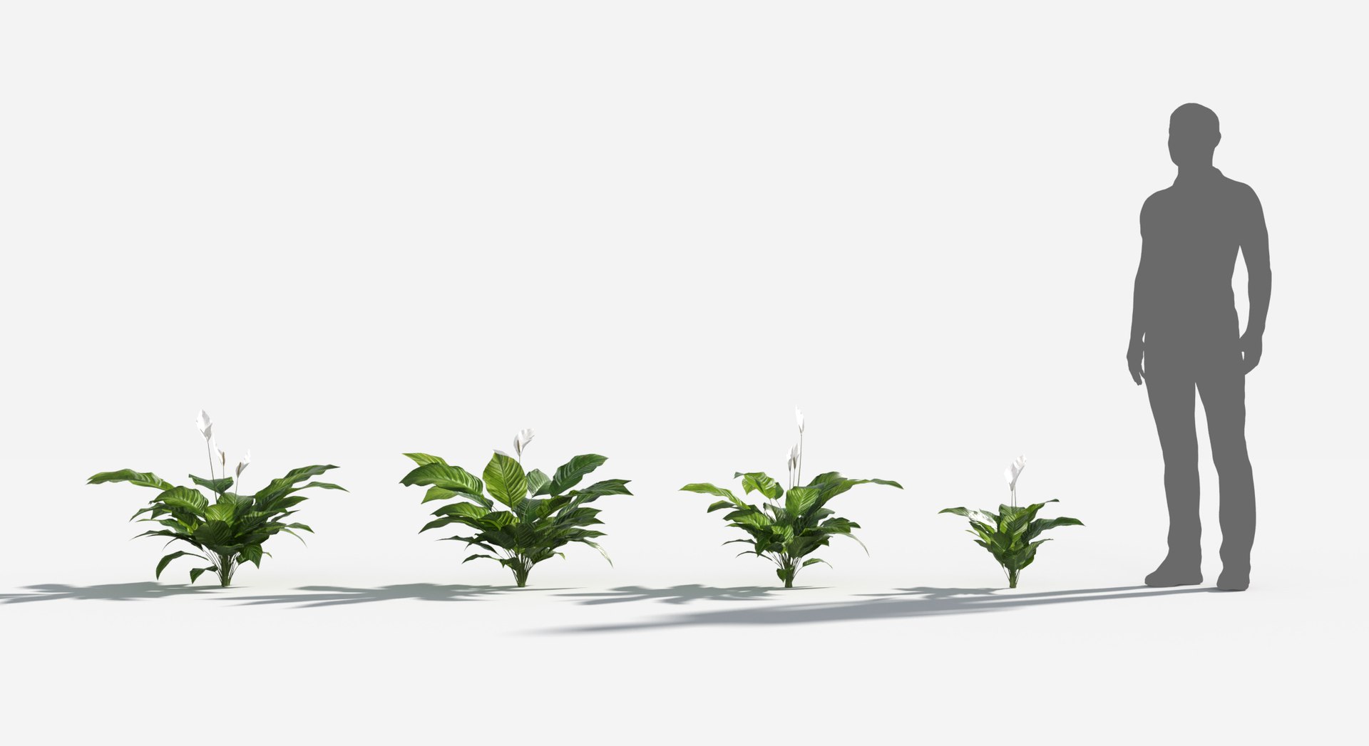 Plants Pack 8: Rainforest: GrowFX 3D https://p.turbosquid.com/ts-thumb/MC/LGqv3p/Gi/peace_lily1/jpg/1623757230/1920x1080/fit_q87/d1a66c672209febebb927e94c87b1fcb2203b483/peace_lily1.jpg