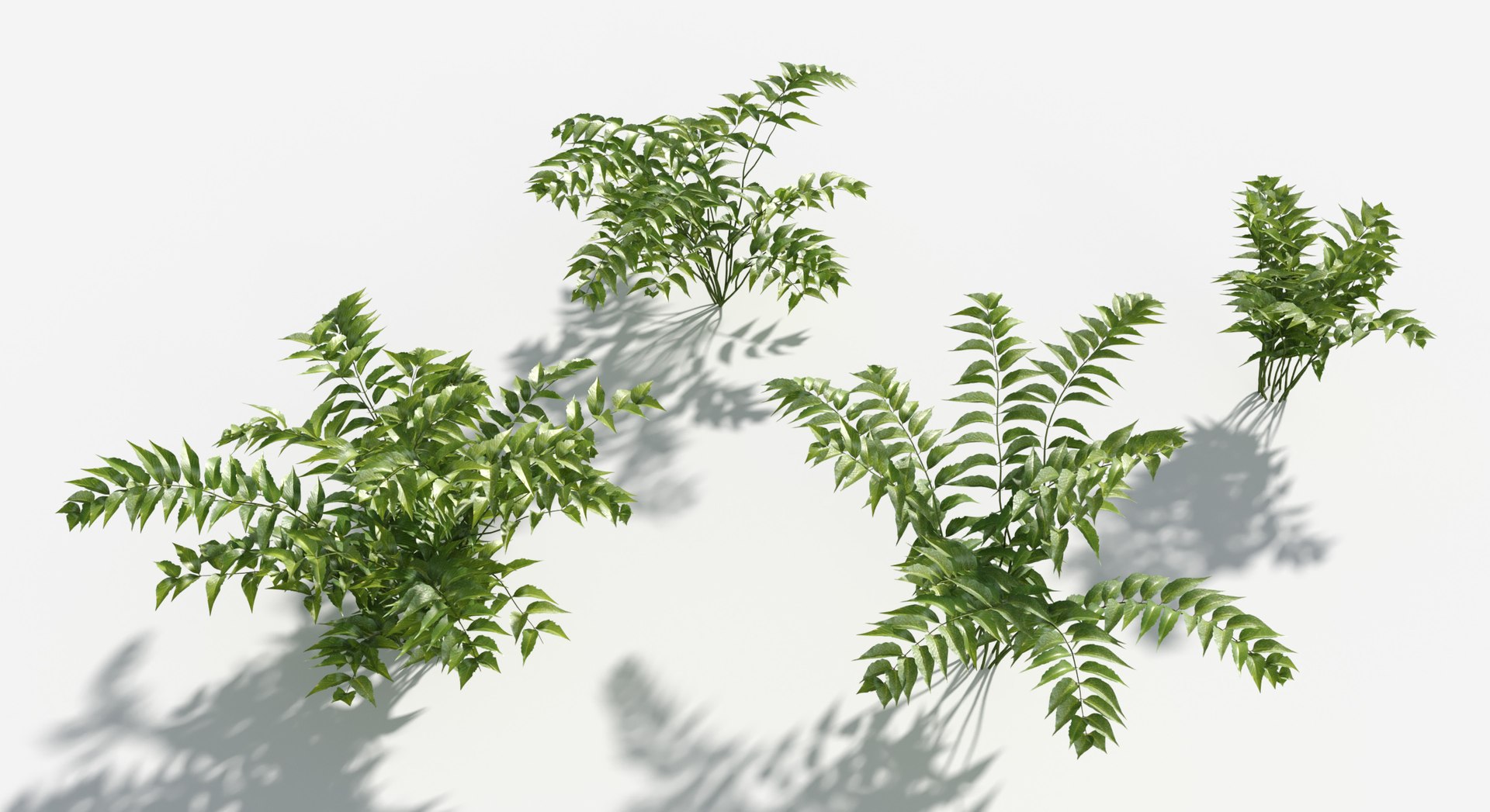 Plants Pack 8: Rainforest: GrowFX 3D https://p.turbosquid.com/ts-thumb/MC/LGqv3p/Gm/holly_fern2/jpg/1623757259/1920x1080/fit_q87/1342892bfb80a59190af21a5e8a54fcfa391d772/holly_fern2.jpg