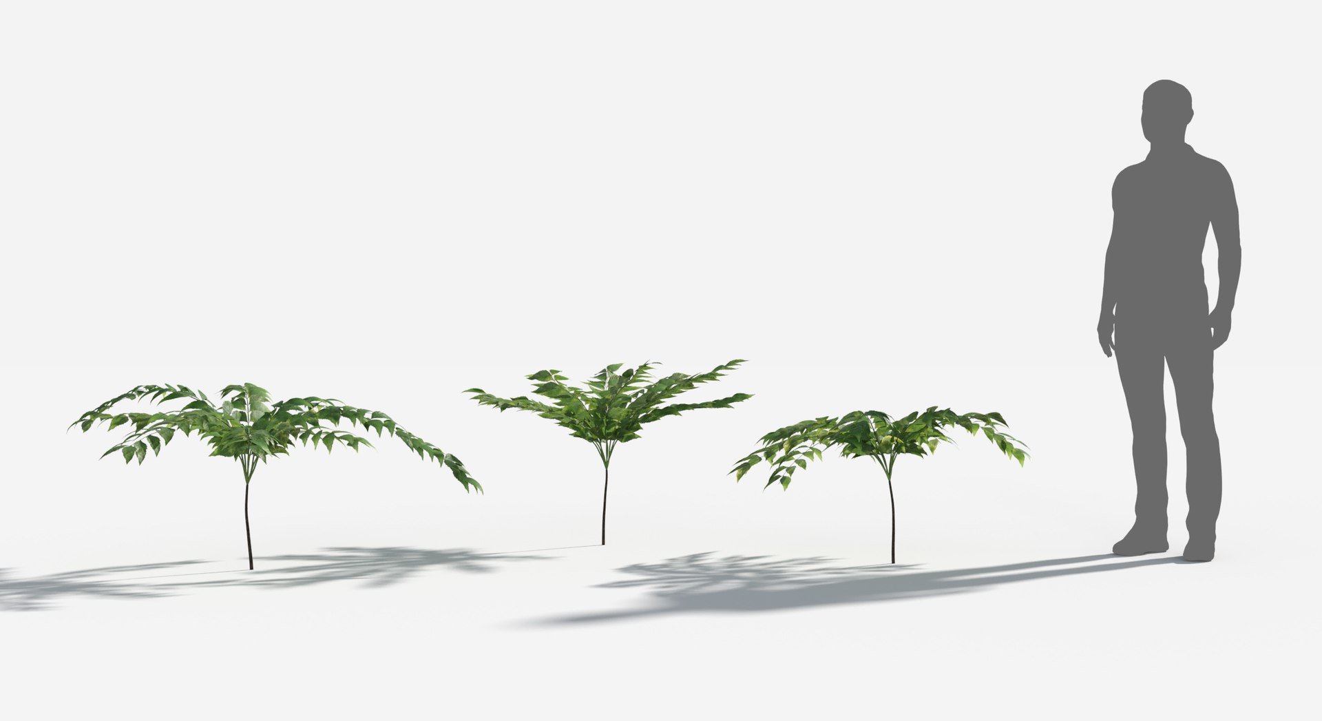 Plants Pack 8: Rainforest: GrowFX 3D https://p.turbosquid.com/ts-thumb/MC/LGqv3p/g8/byfield_fern2/jpg/1623757241/1920x1080/fit_q87/23c4359784650350be7908cb08ffdd8fb6bc1532/byfield_fern2.jpg