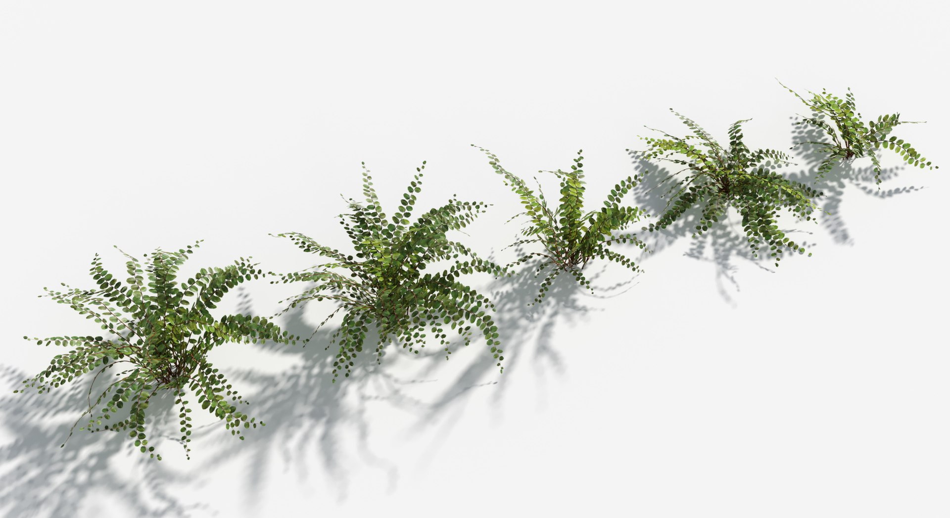 Plants Pack 8: Rainforest: GrowFX 3D https://p.turbosquid.com/ts-thumb/MC/LGqv3p/lJ/button_fern2/jpg/1623757235/1920x1080/fit_q87/e92bd8be28fd87eb98d1fcdf3d36797f60557443/button_fern2.jpg