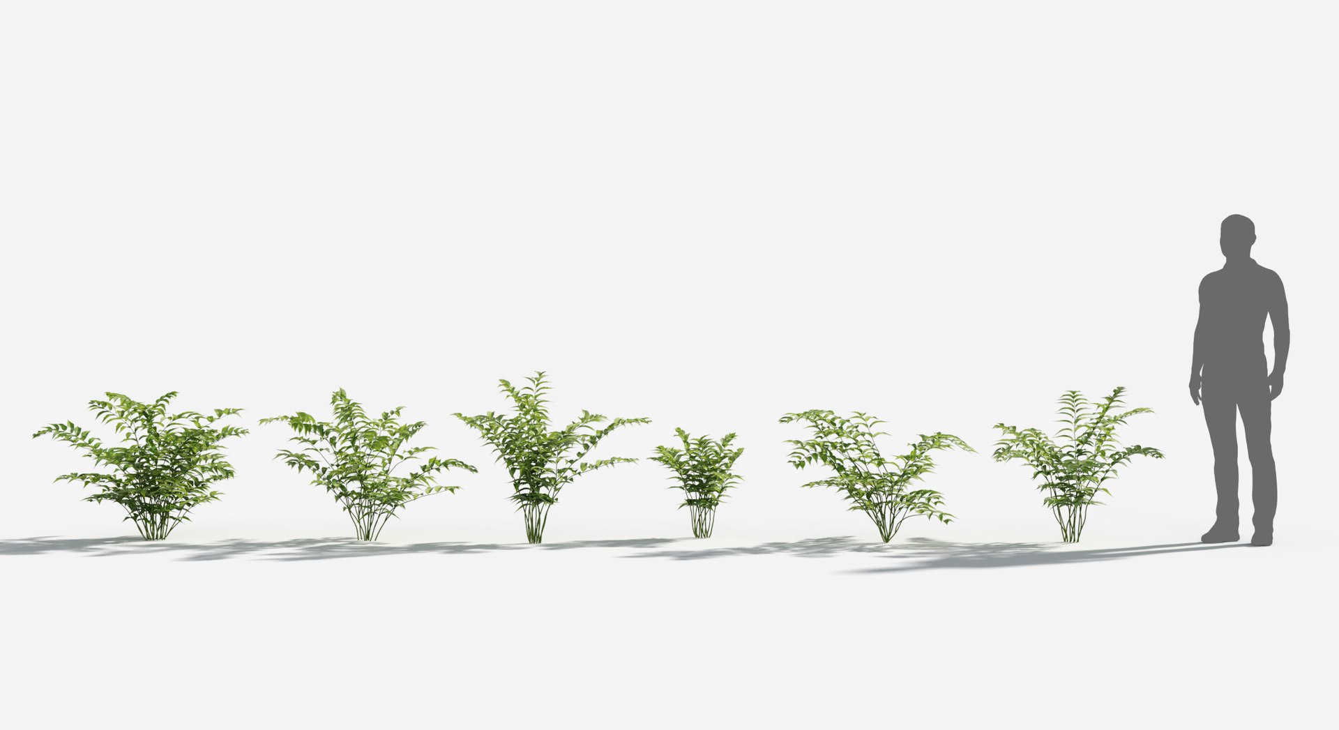 Plants Pack 8: Rainforest: GrowFX 3D https://p.turbosquid.com/ts-thumb/MC/LGqv3p/nW/holly_fern1/jpg/1623757233/1920x1080/fit_q87/82241967c259baa61b278de7a960e5dbd3fea14a/holly_fern1.jpg
