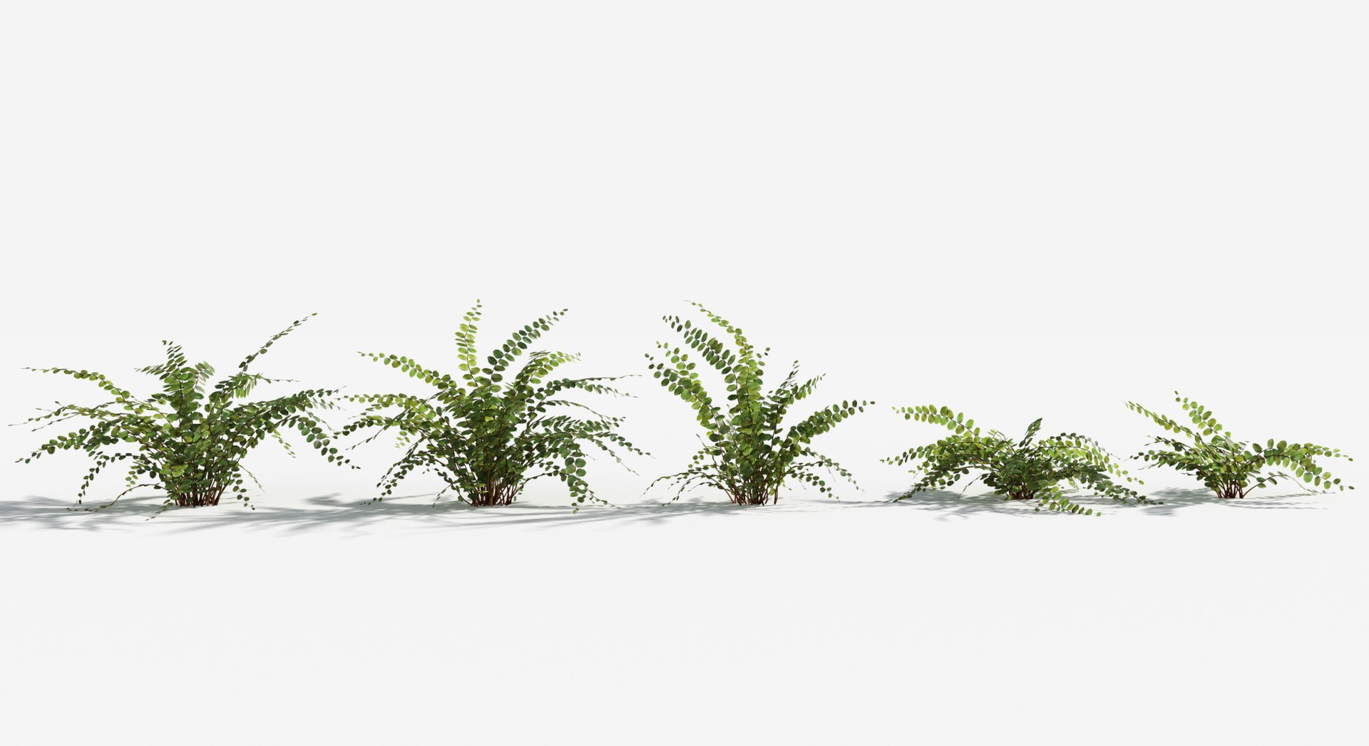Plants Pack 8: Rainforest: GrowFX 3D https://p.turbosquid.com/ts-thumb/MC/LGqv3p/vU/button_fern1/jpg/1623757231/1920x1080/fit_q87/25da175d77b7ab7ec3cd415aa43178a2b4462be3/button_fern1.jpg
