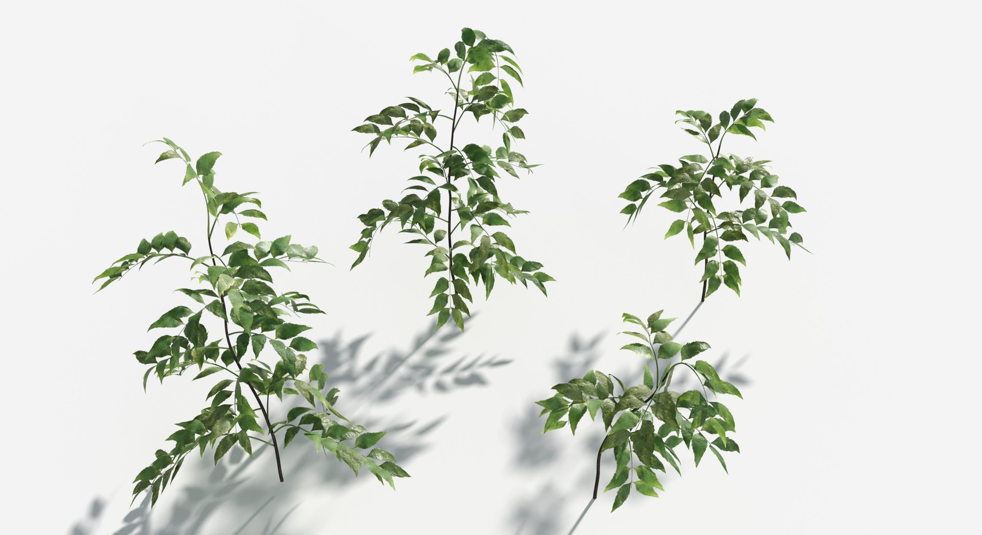 Plants Pack 8: Rainforest: GrowFX 3D https://p.turbosquid.com/ts-thumb/MC/LGqv3p/ve/byfield_fern3/jpg/1623757249/1920x1080/fit_q87/a5dd4bfdb7daadc5c0738fa542034cb8c393a892/byfield_fern3.jpg