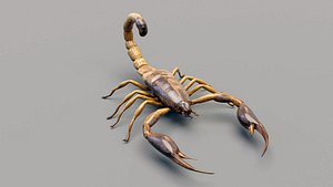 Realistic Buthidae Scorpion 3D Model - High-Poly
