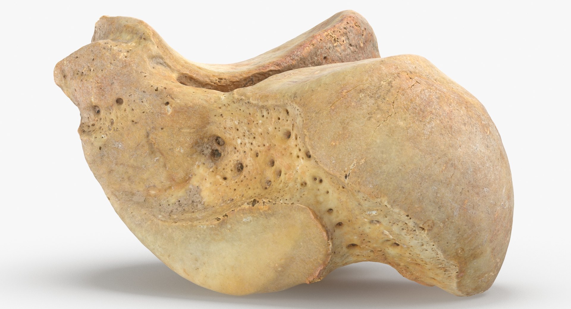 Human Leg Bones Collection Full Yellow -  24 models 3D model https://p.turbosquid.com/ts-thumb/MC/SqxJca/0L/talus_bone_01_thumbnail_0005/jpg/1624026602/1920x1080/fit_q87/233019d02e914b6854809c36d7f19c1bccc4362d/talus_bone_01_thumbnail_0005.jpg