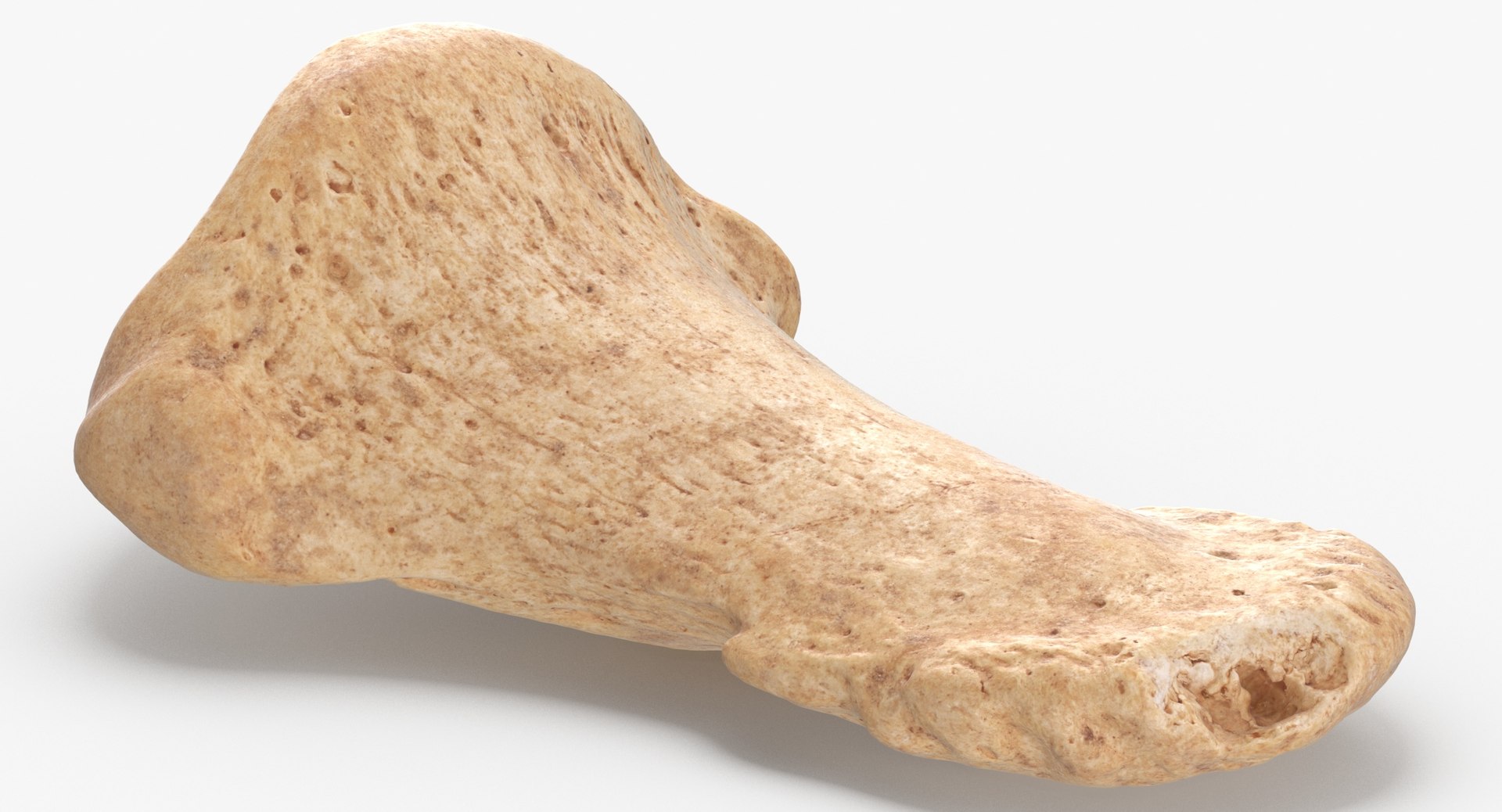 Human Leg Bones Collection Full Yellow -  24 models 3D model https://p.turbosquid.com/ts-thumb/MC/SqxJca/0M/distal_phalanx_bone_of_big_toe_01_thumbnail_0005/jpg/1624026502/1920x1080/fit_q87/447ece37da54ceb7e810c05a52e34bafafff450c/distal_phalanx_bone_of_big_toe_01_thumbnail_0005.jpg