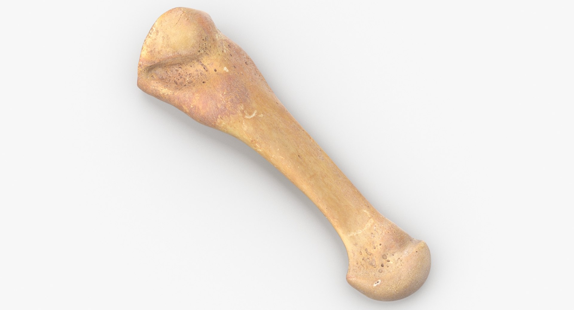 Human Leg Bones Collection Full Yellow -  24 models 3D model https://p.turbosquid.com/ts-thumb/MC/SqxJca/Bs/fourth_metatarsal_bone_01_thumbnail_0002/jpg/1624026508/1920x1080/fit_q87/f03a71f1366abff1adc527595ba5930c612fe201/fourth_metatarsal_bone_01_thumbnail_0002.jpg