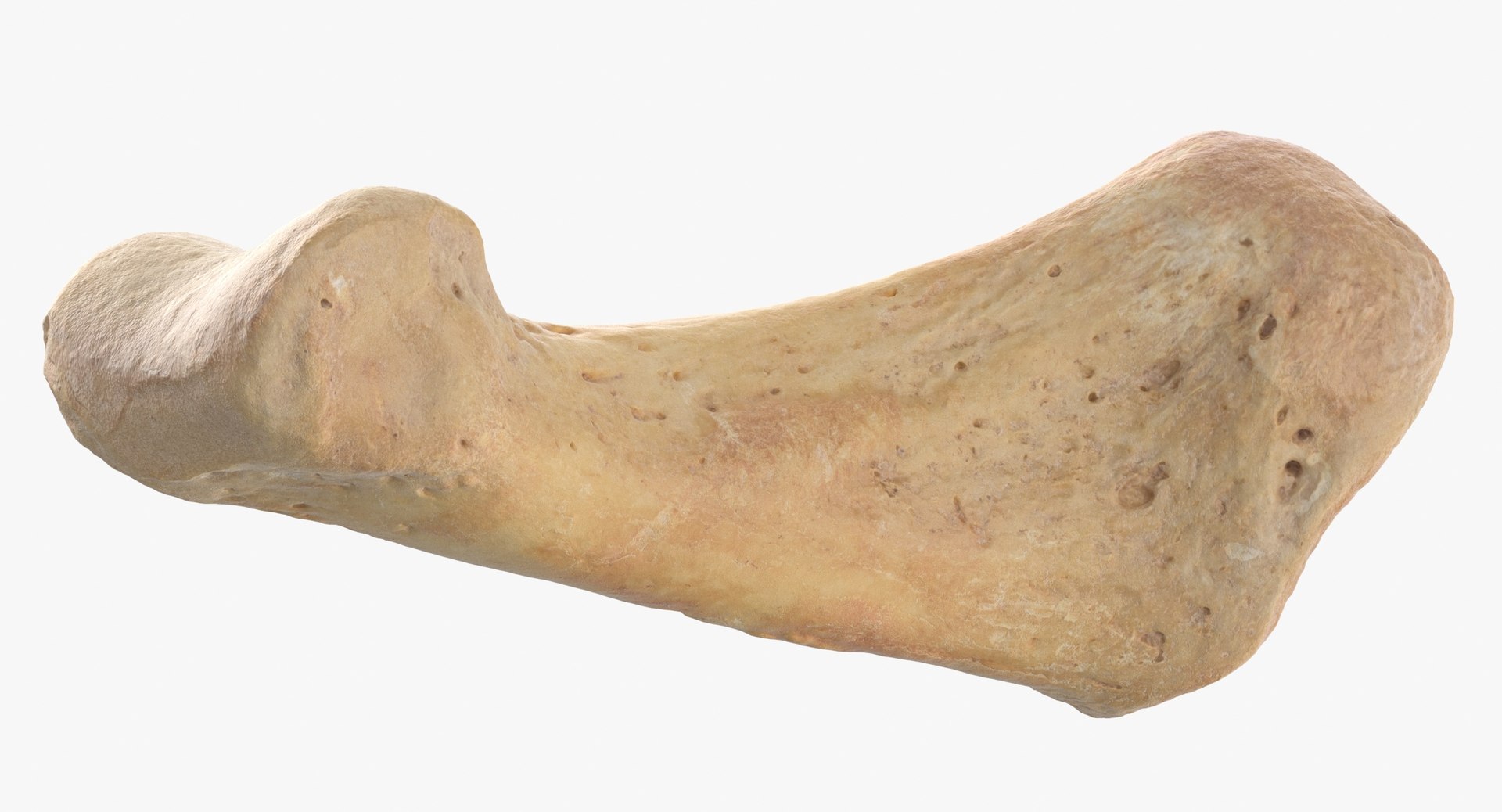 Human Leg Bones Collection Full Yellow -  24 models 3D model https://p.turbosquid.com/ts-thumb/MC/SqxJca/QO/proximal_phalanx_bone_of_fourth_toe_01_thumbnail_0008/jpg/1624026514/1920x1080/fit_q87/431f7d4ebc7f14f1b43a46632eb02db6b0988834/proximal_phalanx_bone_of_fourth_toe_01_thumbnail_0008.jpg