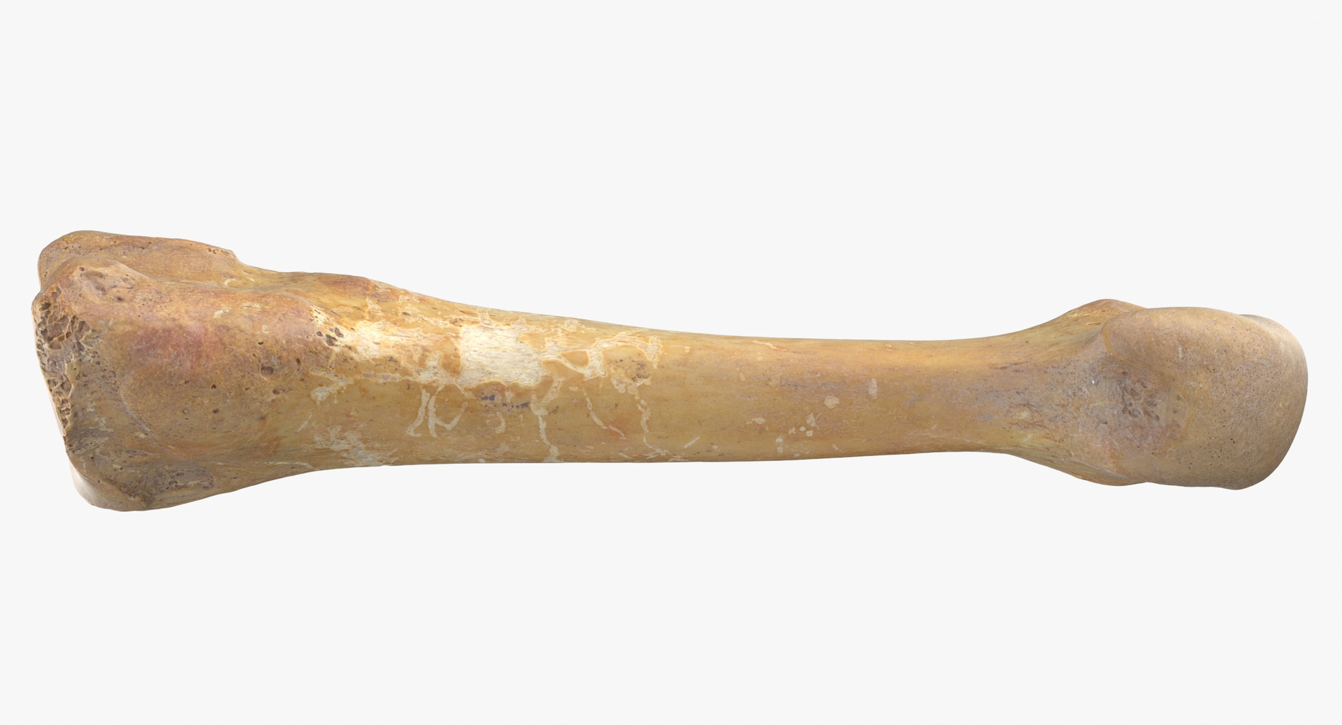 Human Leg Bones Collection Full Yellow -  24 models 3D model https://p.turbosquid.com/ts-thumb/MC/SqxJca/Vk/0000/jpg/1581598637/1920x1080/turn_fit_q99/3d2ccbeae1402991acf15ec9a76ec4d4410e1185/0000-1.jpg