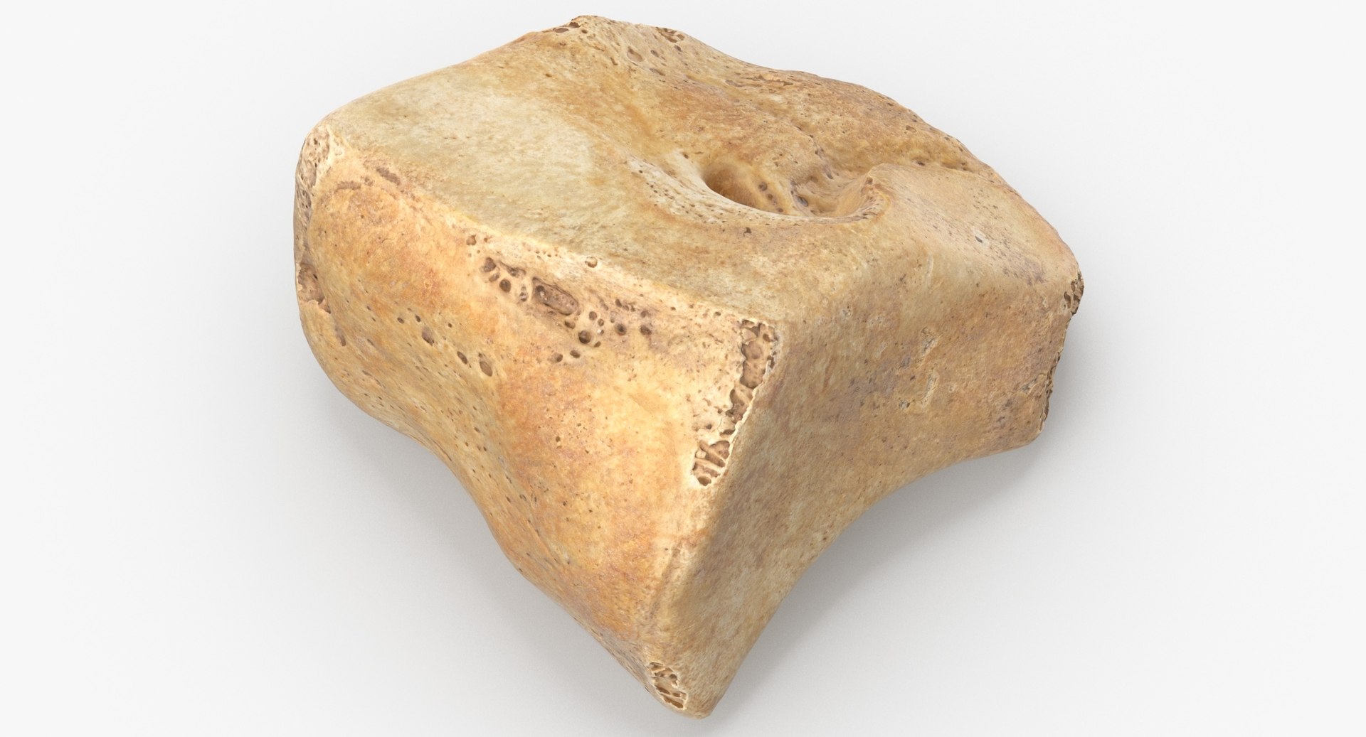 Human Leg Bones Collection Full Yellow -  24 models 3D model https://p.turbosquid.com/ts-thumb/MC/SqxJca/WM/cuneiform_bone_lateral_01_thumbnail_0003.jpg1adc75ed9bf04455b59030c2f265d06edefaulthq/jpg/1624026610/1920x1080/fit_q87/60b315618f3e9280628a901991716046b8f40248/cuneiform_bone_lateral_01_thumbnail_0003.jpg1adc75ed9bf04455b59030c2f265d06edefaulthq.jpg