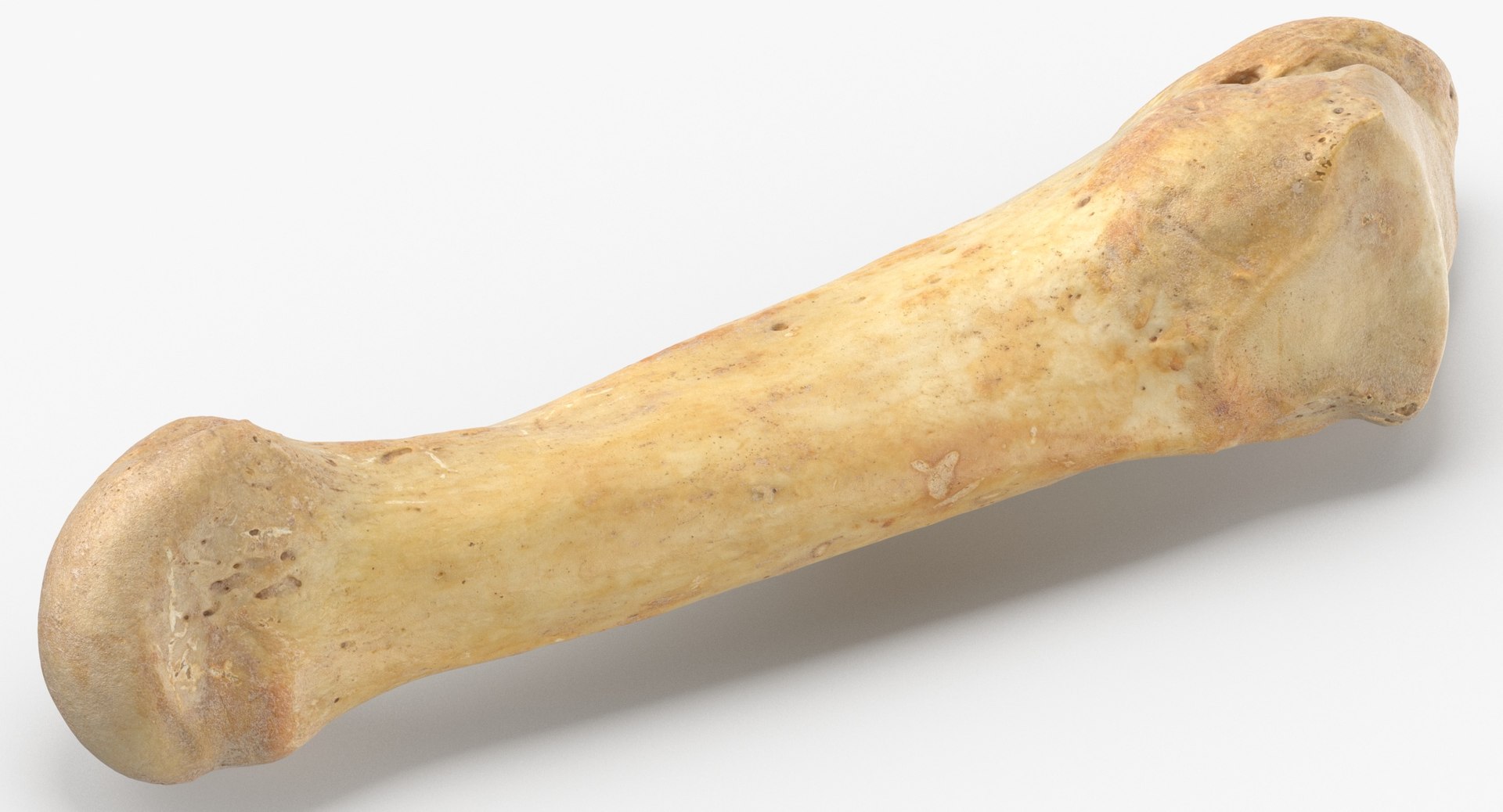 Human Leg Bones Collection Full Yellow -  24 models 3D model https://p.turbosquid.com/ts-thumb/MC/SqxJca/be/fifth_metatarsal_bone_01_thumbnail_0005/jpg/1624026501/1920x1080/fit_q87/799e27f8e2f5a22814eca19225518e3146bb2a5f/fifth_metatarsal_bone_01_thumbnail_0005.jpg