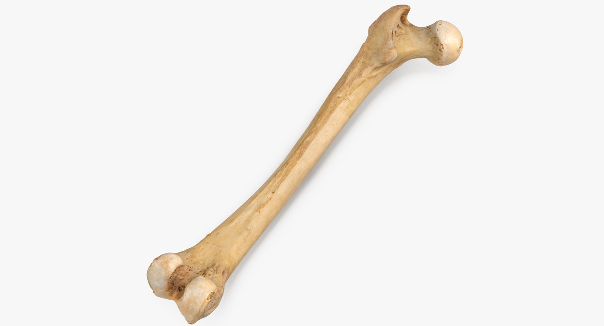 Human Leg Bones Collection Full Yellow -  24 models 3D model https://p.turbosquid.com/ts-thumb/MC/SqxJca/e3/human_femur_bone_01_thumbnail_0001.jpgc98950ef4a6e466b817526ae96a57fc1defaulthq/jpg/1624026384/1920x1080/fit_q87/3289dd1c46acba9e769d409824d93e366be4f2b7/human_femur_bone_01_thumbnail_0001.jpgc98950ef4a6e466b817526ae96a57fc1defaulthq.jpg