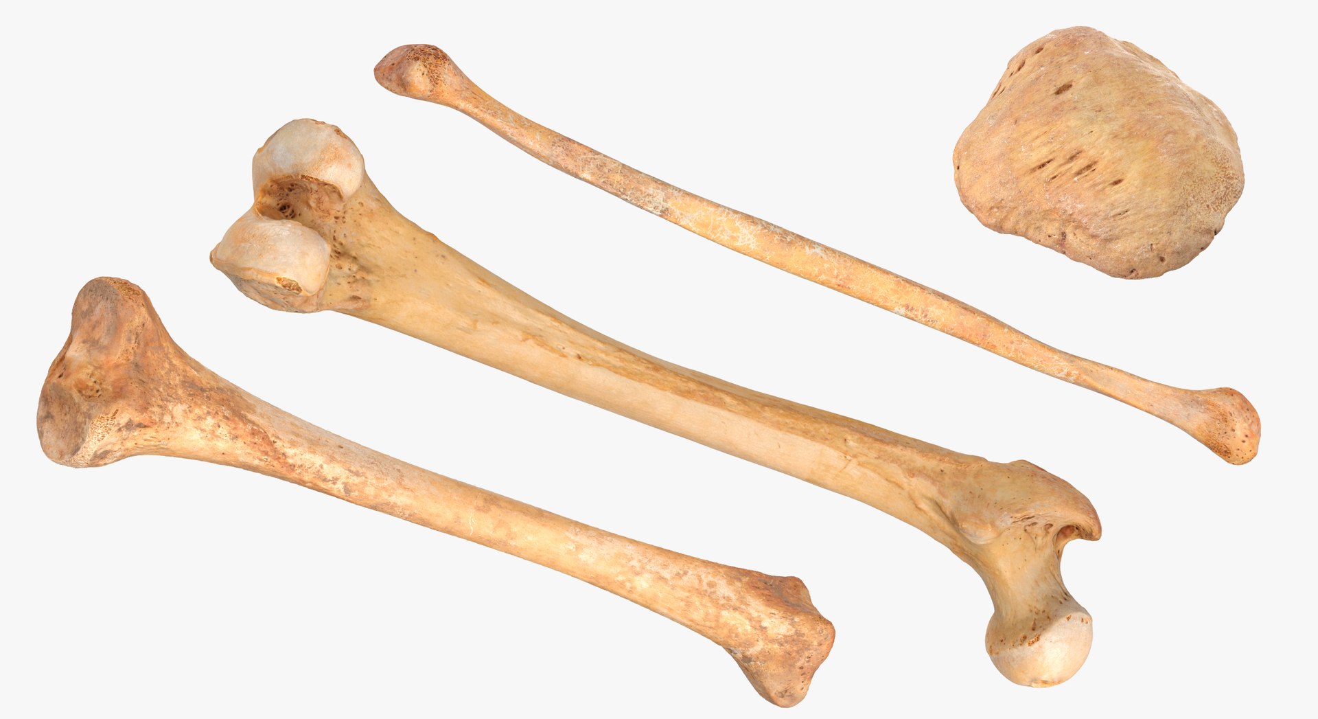 Human Leg Bones Collection Full Yellow -  24 models 3D model https://p.turbosquid.com/ts-thumb/MC/SqxJca/hp/1aaaa/jpg/1624026297/1920x1080/fit_q87/7e8d01295d2eef05458a52af58c912837e76540a/1aaaa.jpg