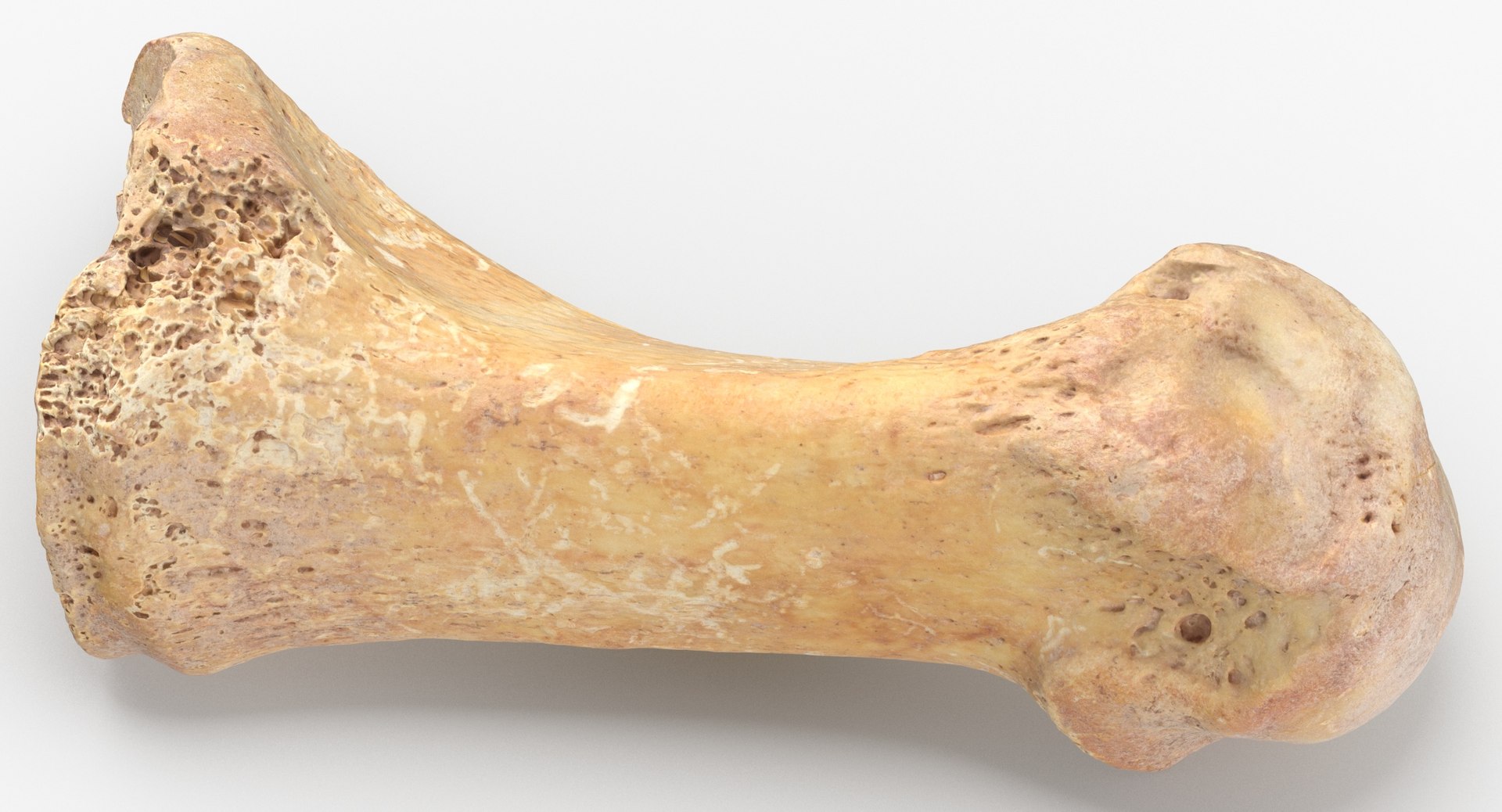 Human Leg Bones Collection Full Yellow -  24 models 3D model https://p.turbosquid.com/ts-thumb/MC/SqxJca/qT/first_metatarsal_bone_01_thumbnail_0005/jpg/1624026506/1920x1080/fit_q87/d343d020c4b862f86734ee9a164f27a2c31aa2ce/first_metatarsal_bone_01_thumbnail_0005.jpg