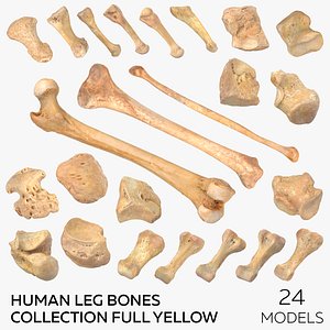Human Leg Bones Collection Full Yellow -  24 models