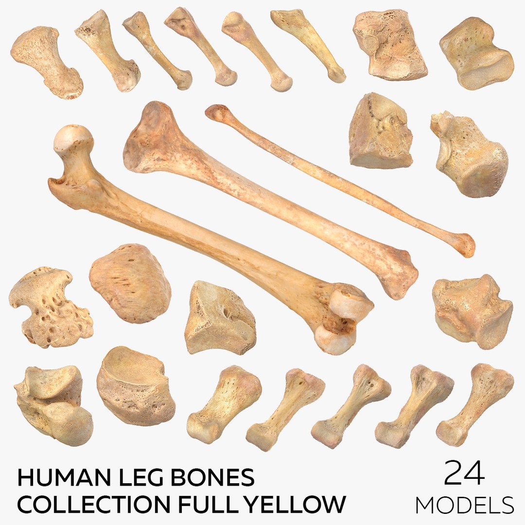 Human Leg Bones Collection Full Yellow -  24 models 3D model https://p.turbosquid.com/ts-thumb/MC/SqxJca/wC/square/jpg/1624026251/1920x1080/fit_q87/056031b0072f5587c8289483dac4cb519f9030e5/square.jpg