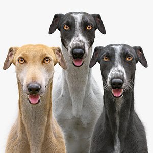 greyhound dogs fur 3D