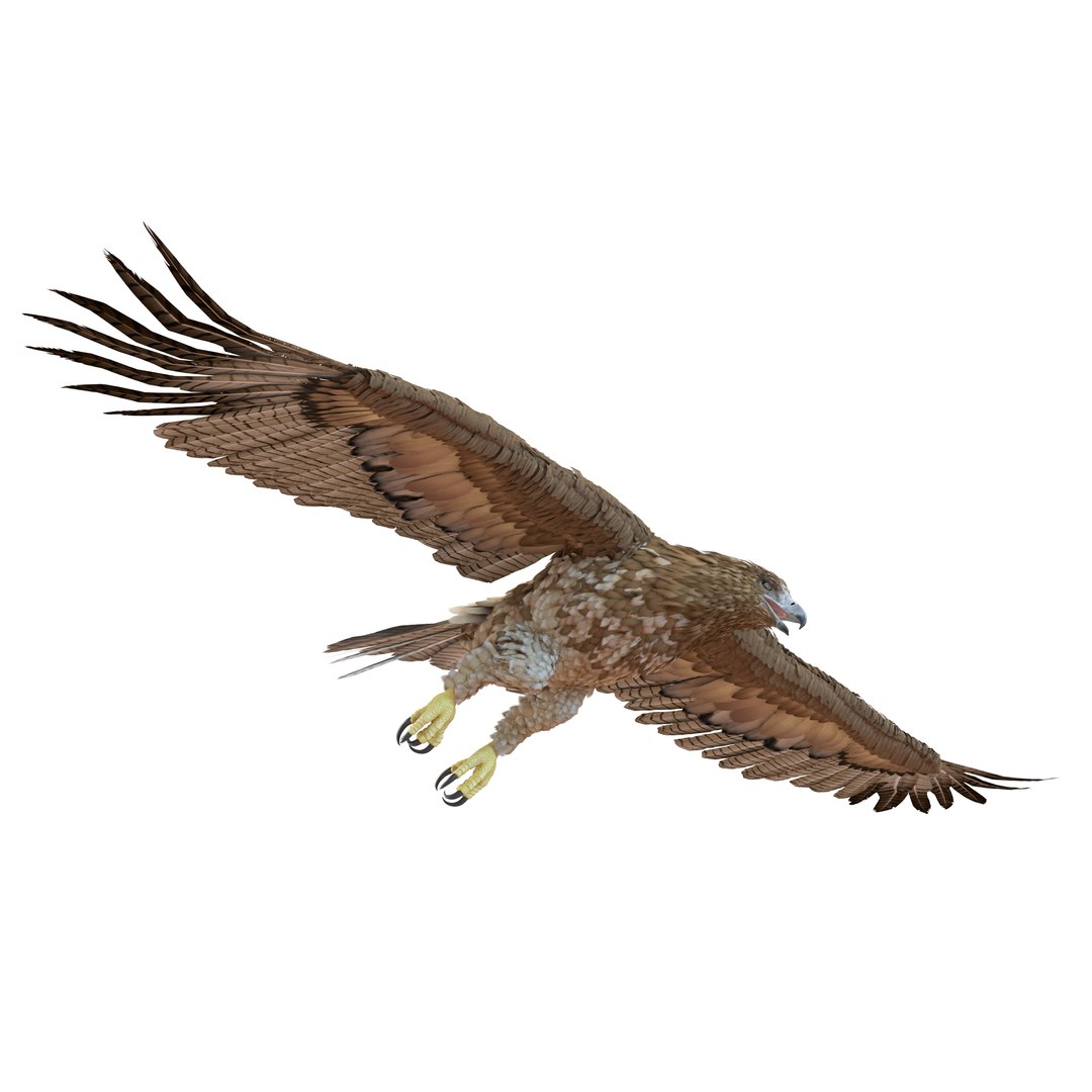 Gurney Eagle Pose 7 3D model preview