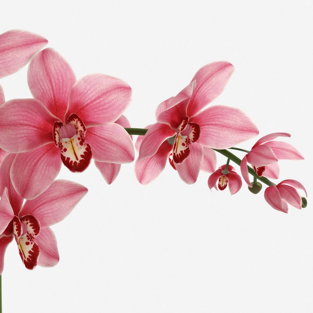 Orchid 3d Model