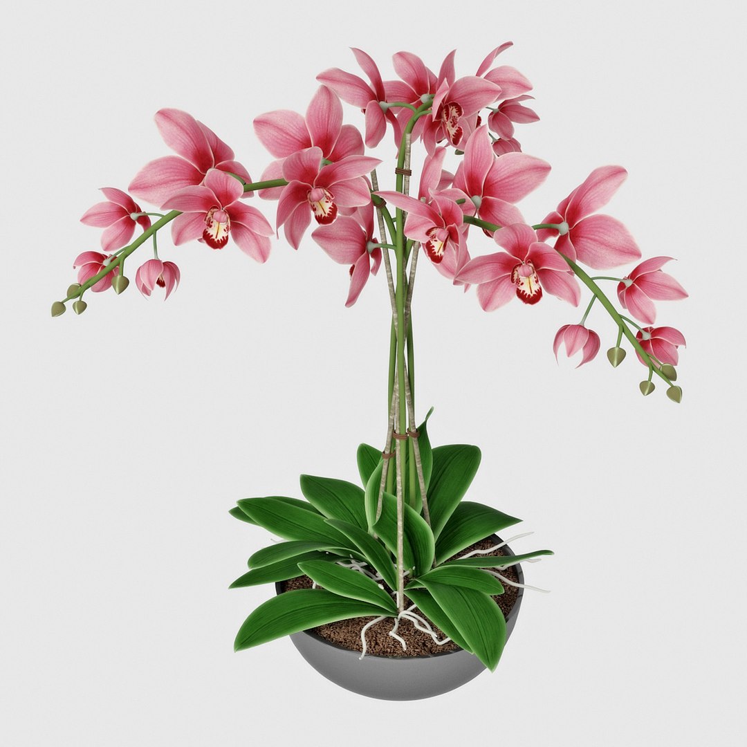 Orchid 3d Model