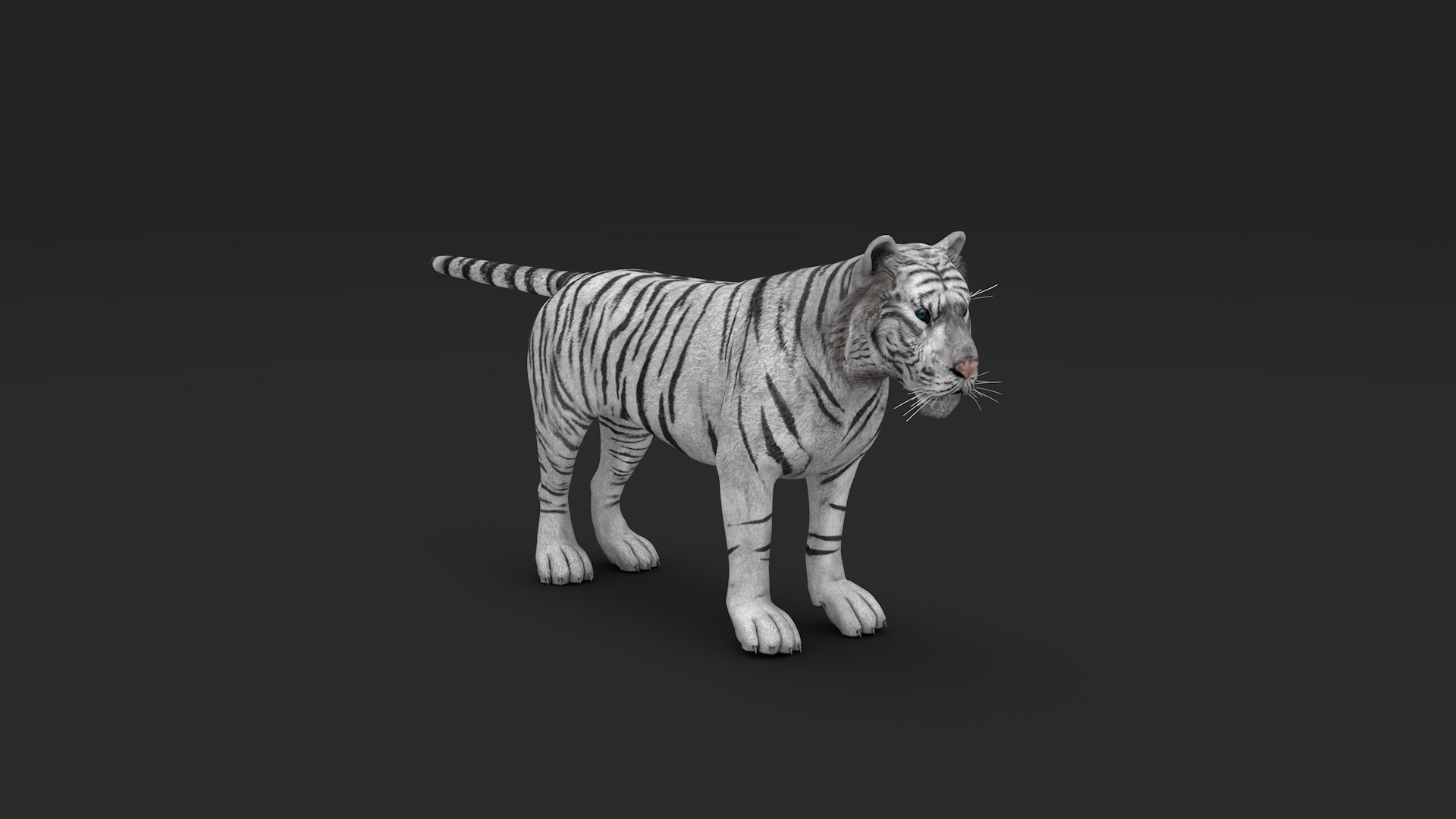 Tiger White 3D Model - TurboSquid 2351656