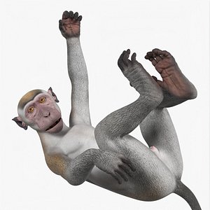 Hanging Rhesus Macaque Monkey Gray
