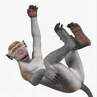 Hanging Rhesus Macaque Monkey Gray