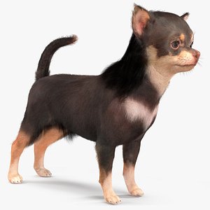 3D model Chihuahua Dog with Fur
