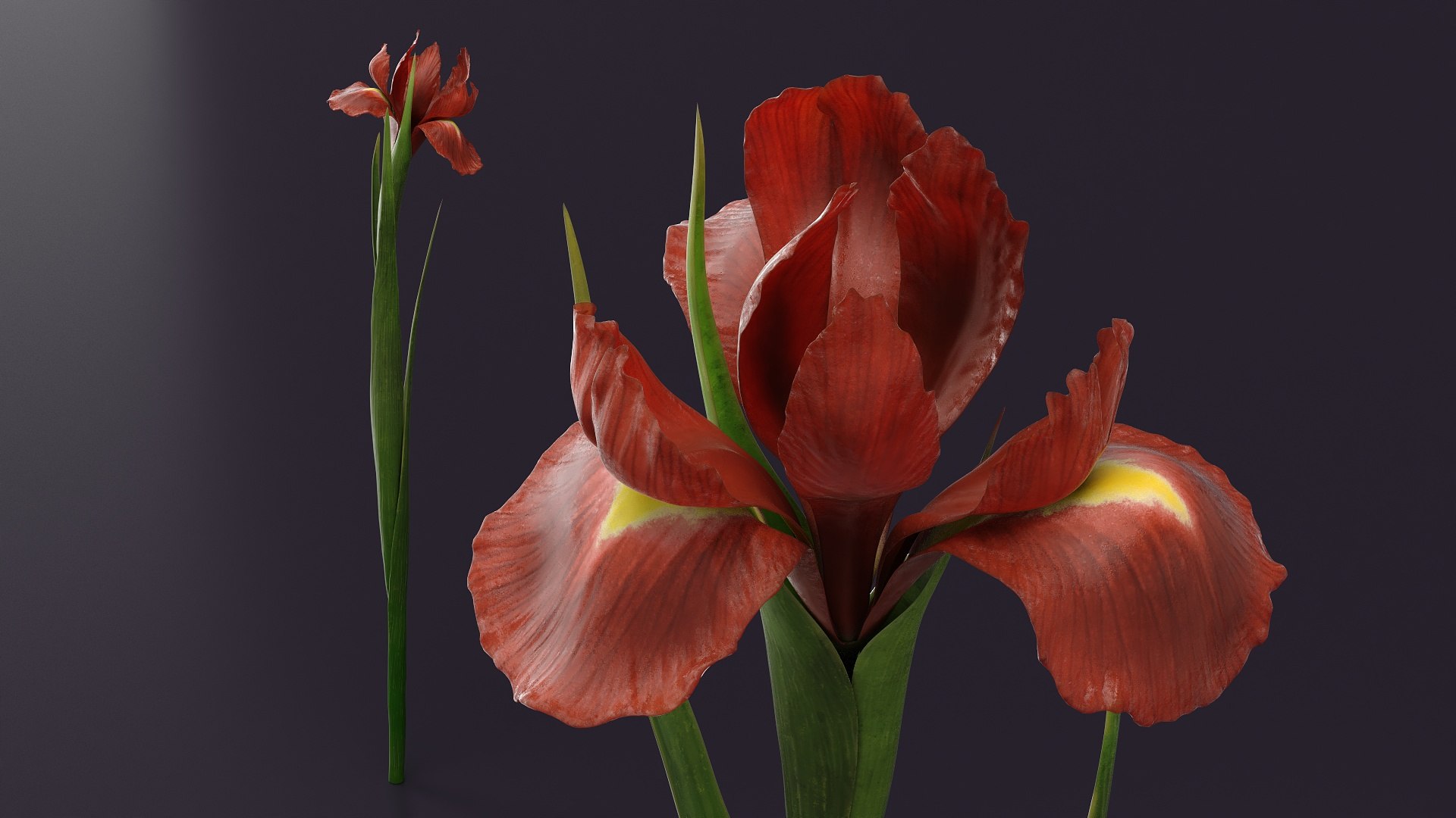 Tall Iris Plant With Leaves and Bud Red model https://p.turbosquid.com/ts-thumb/MD/W79HGP/Tx/tall_iris_plant_with_leaves_and_bud_red_003/jpg/1765320178/1920x1080/fit_q87/ff86bf5986c9eebaaee93dc3863a6dade30903c3/tall_iris_plant_with_leaves_and_bud_red_003.jpg