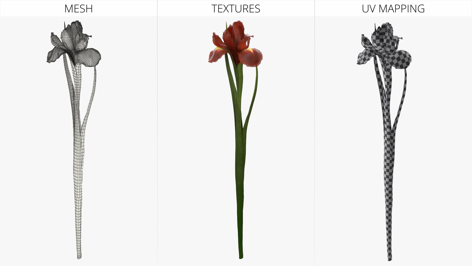 Tall Iris Plant With Leaves and Bud Red model https://p.turbosquid.com/ts-thumb/MD/W79HGP/vh/tall_iris_plant_with_leaves_and_bud_red_005/jpg/1765320184/1920x1080/fit_q87/8b8e1aae7f5396f8c667826f110c8195acc4628f/tall_iris_plant_with_leaves_and_bud_red_005.jpg