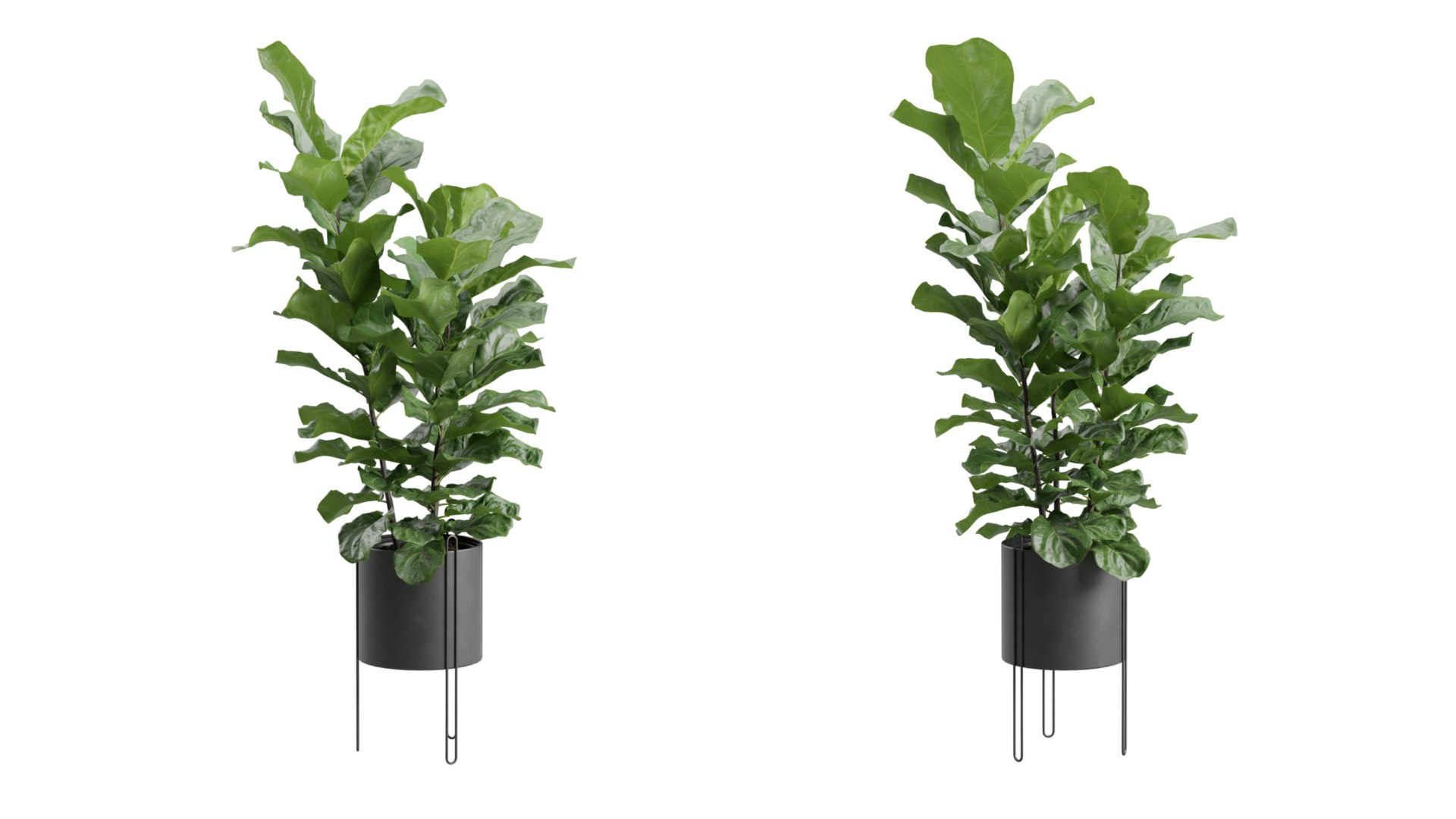 3D Ficus Lyrata in Dark Metal Planter model https://p.turbosquid.com/ts-thumb/MD/ZBol21/rl/previewts04_0000/jpg/1730425304/1920x1080/fit_q87/46f8c033ab13a594472a380f65b6c6674c663acd/previewts04_0000.jpg
