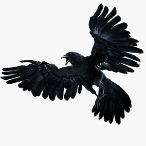 Crow Fur Animation Rigged 3D