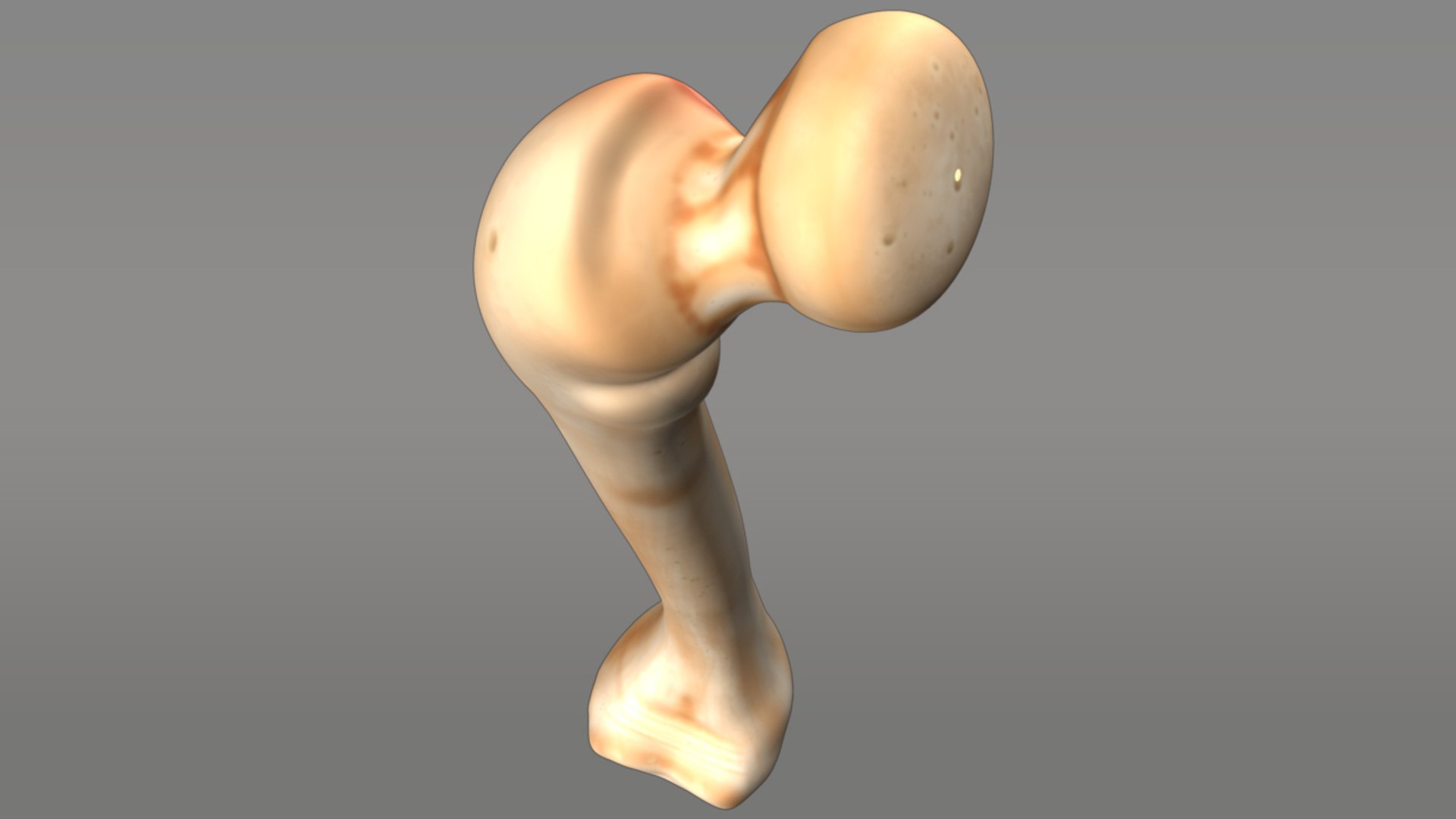 3d Bone