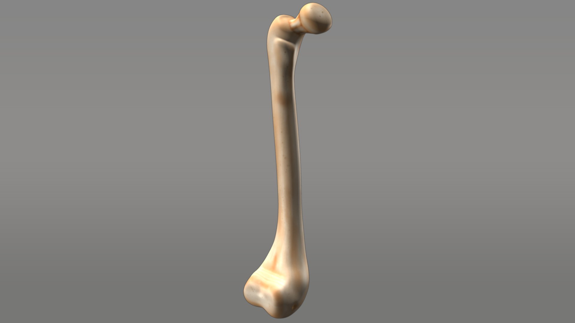 3d Bone