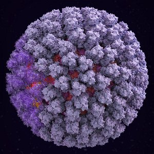 3D bluetongue virus btv capsid model