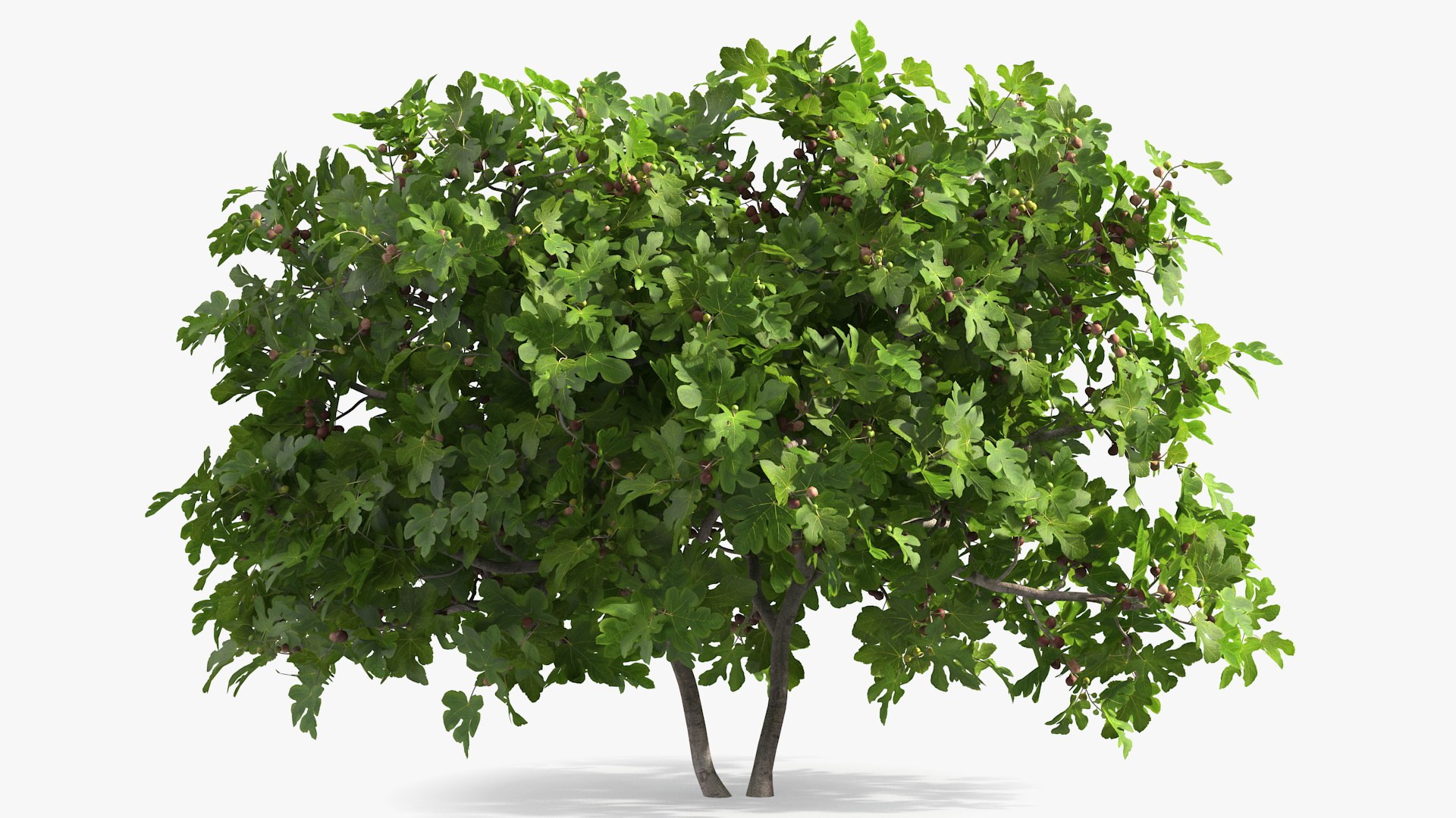 Fig Tree Two Trunks with Fruits 3D model preview