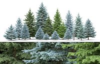 Picea Pack 02