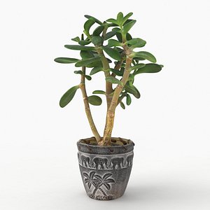 succulentCRASSULAOVATA2 3D model