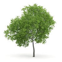 Wild Service Tree (Sorbus torminalis) 7.3m