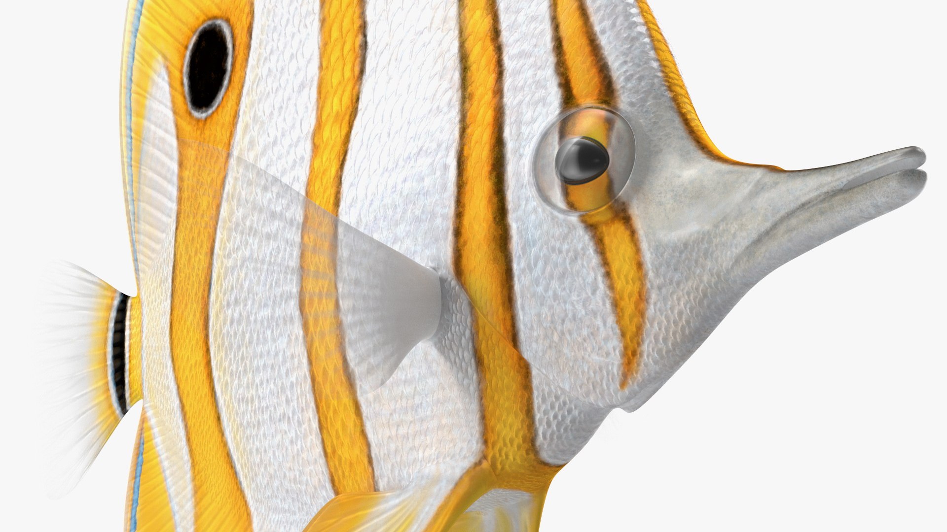 Copperband Butterflyfish Rigged For Modo 3D Model - TurboSquid 2006734