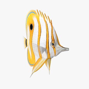 Copperband Butterflyfish Rigged for Modo