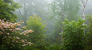 All In One Wonderful Tree Set Pack