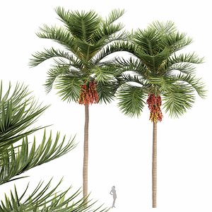 Christmas Palm Manila Palm Adonidia Veitchia Merrillii 3D