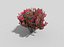 tropical shrub